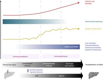 Macrophages in Chronic Liver Failure: Diversity, Plasticity and Therapeutic Targeting